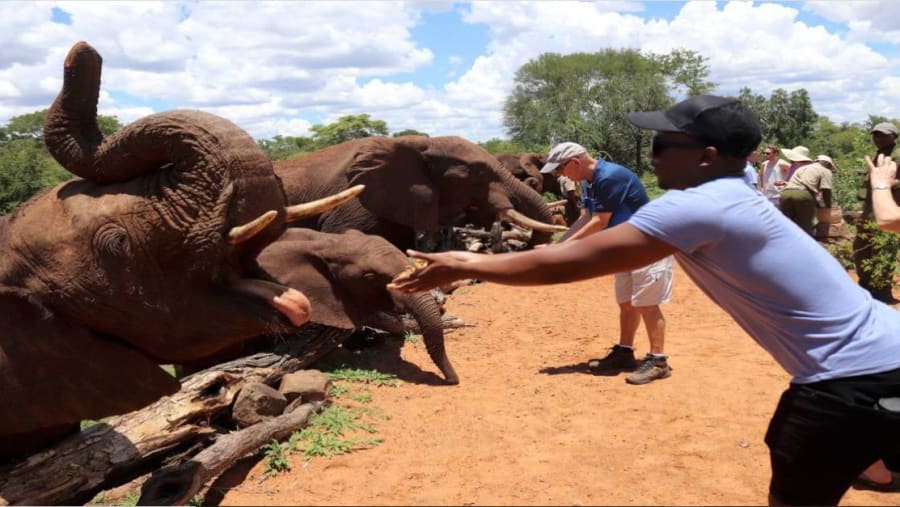 Elephant Interaction Experience - Victoria Falls activity