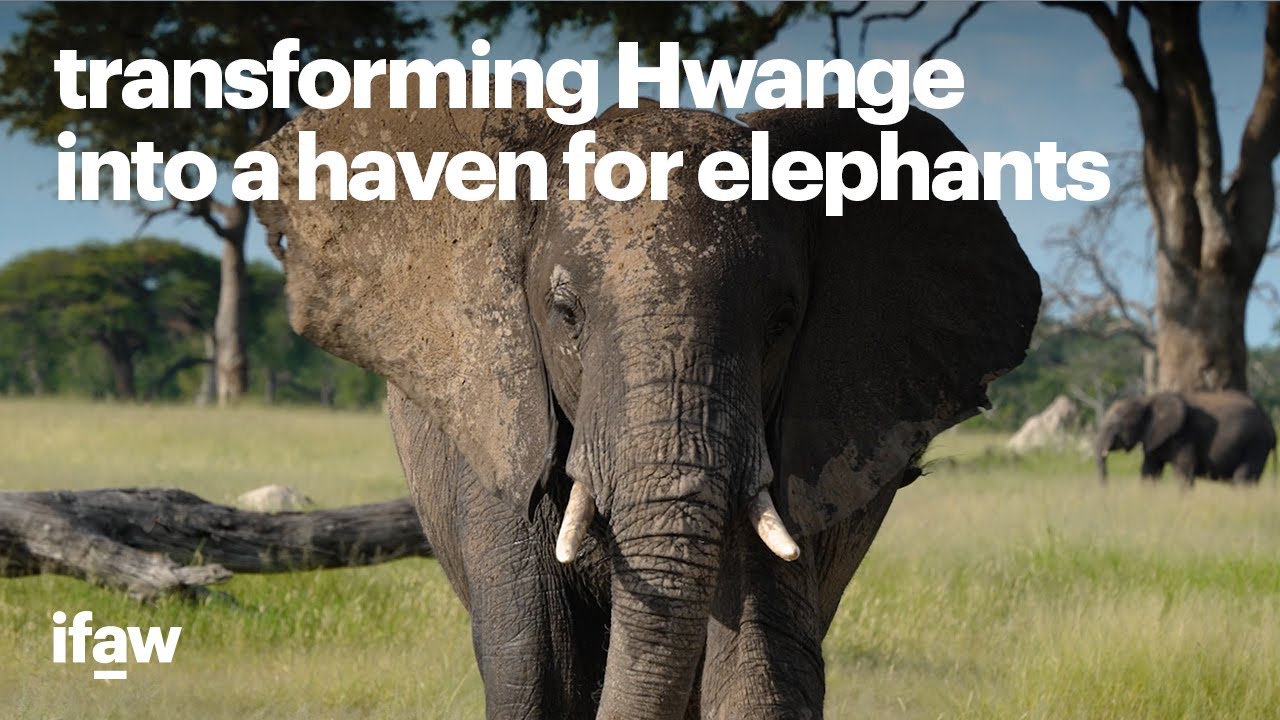 Hwange National Park Day Trip - Victoria Falls activity