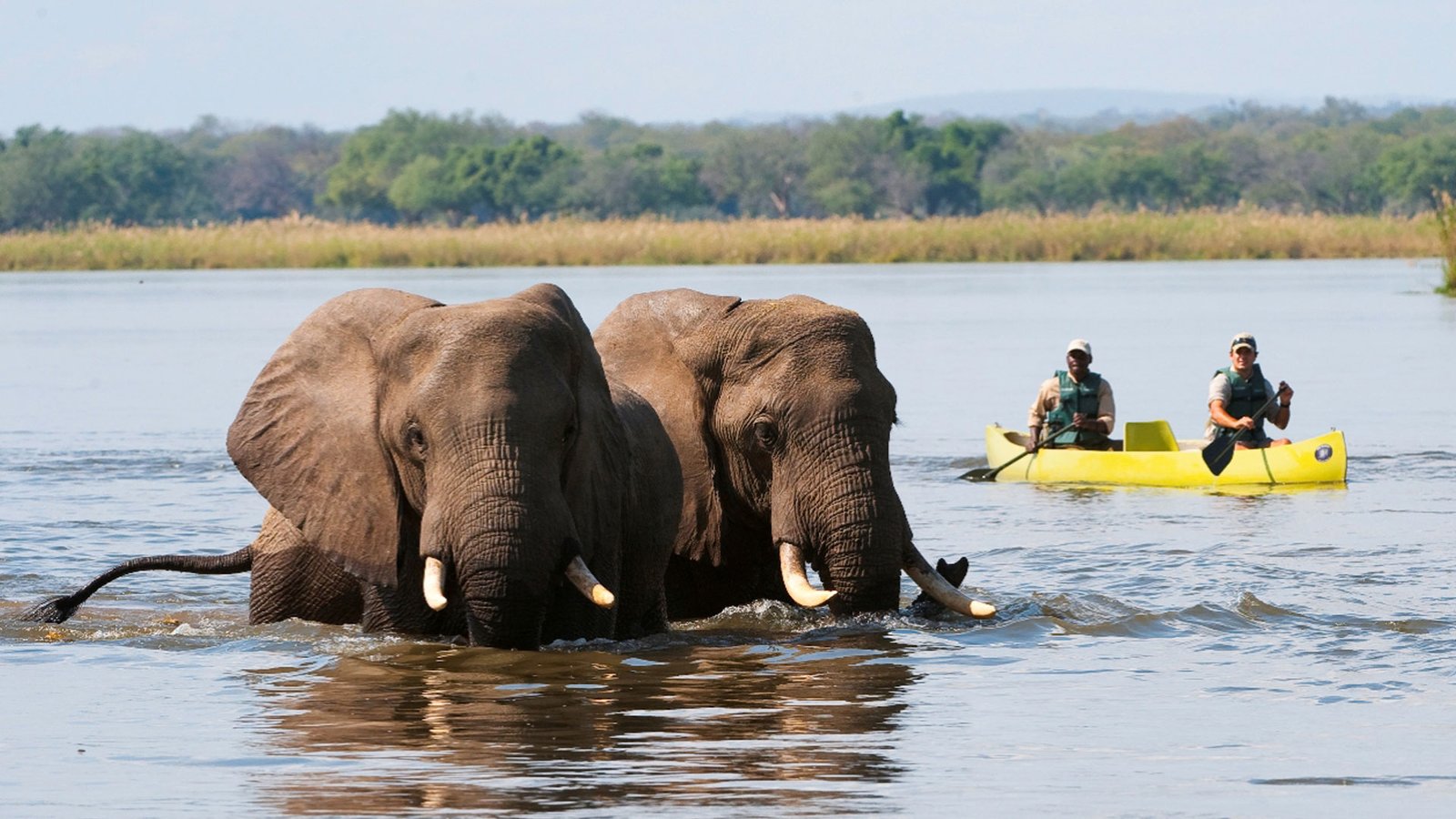 Top 5 Wildlife Experiences Near Victoria Falls: Safaris and Animal Encounters